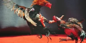 Bí Kíp Chơi Đá Gà WS168 Tại Rubik88 Bất Bại Cho Mọi Kê Thủ