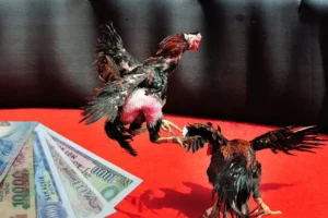 Bí Kíp Chơi Đá Gà Sabong Tại Rubik88 Từ Các Chuyên Gia